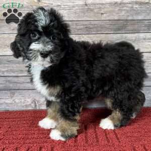 Aries, Mini Bernedoodle Puppy